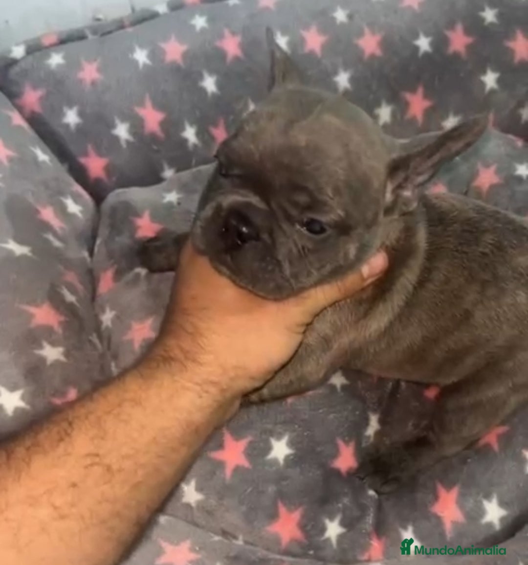 Bulldog Francés perros en venta: Bulldog francés - Imagen 10