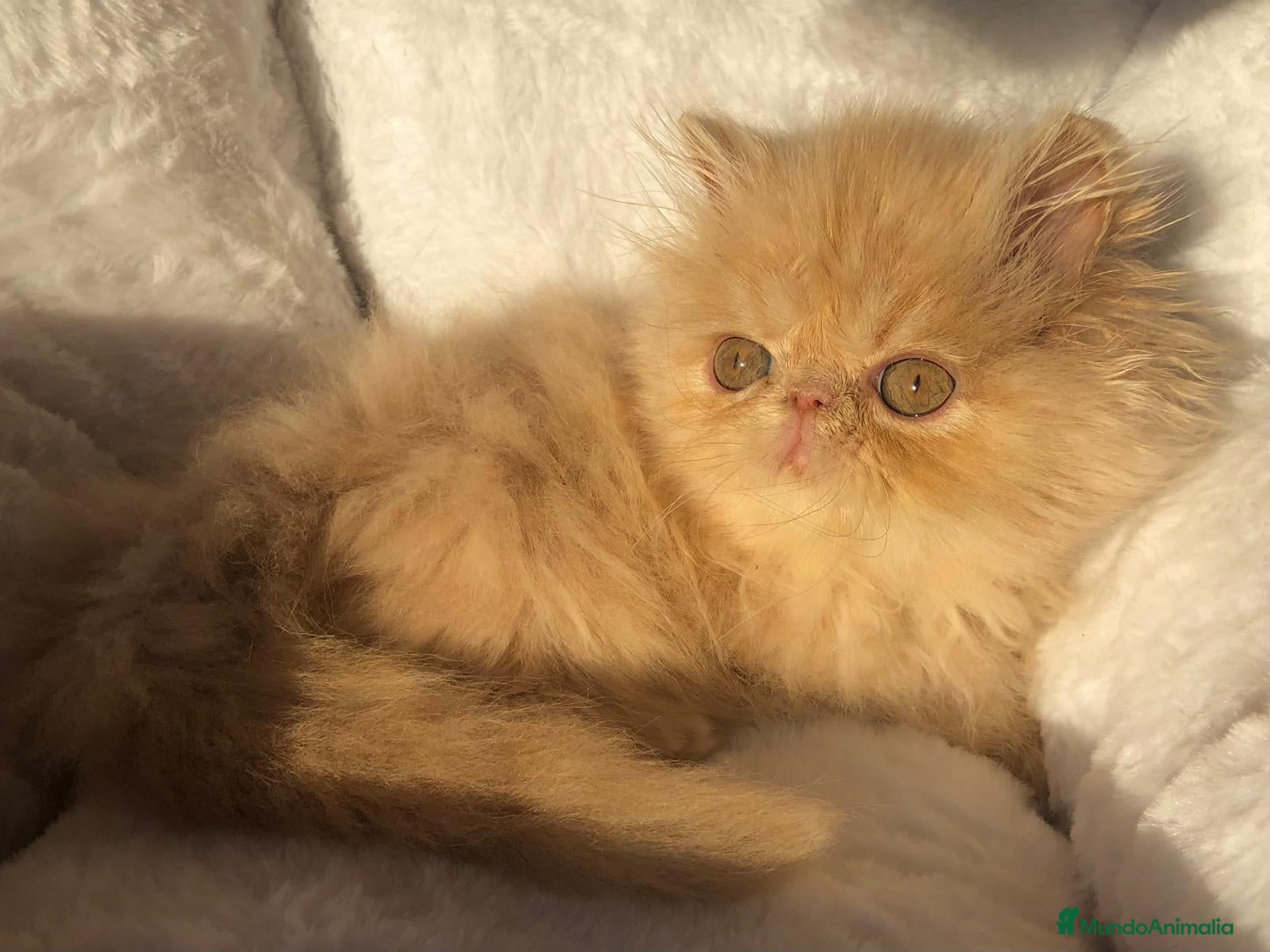 Persa gatos GATITA PERSA CREMA - Anuncio 3