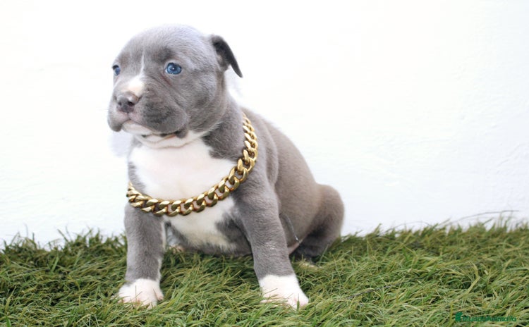 American Pit Bull Terrier perros - Anuncio 10
