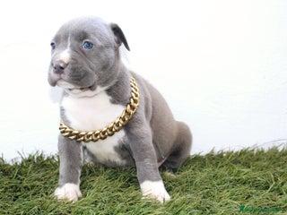 American Pit Bull Terrier perros - Anuncio 7
