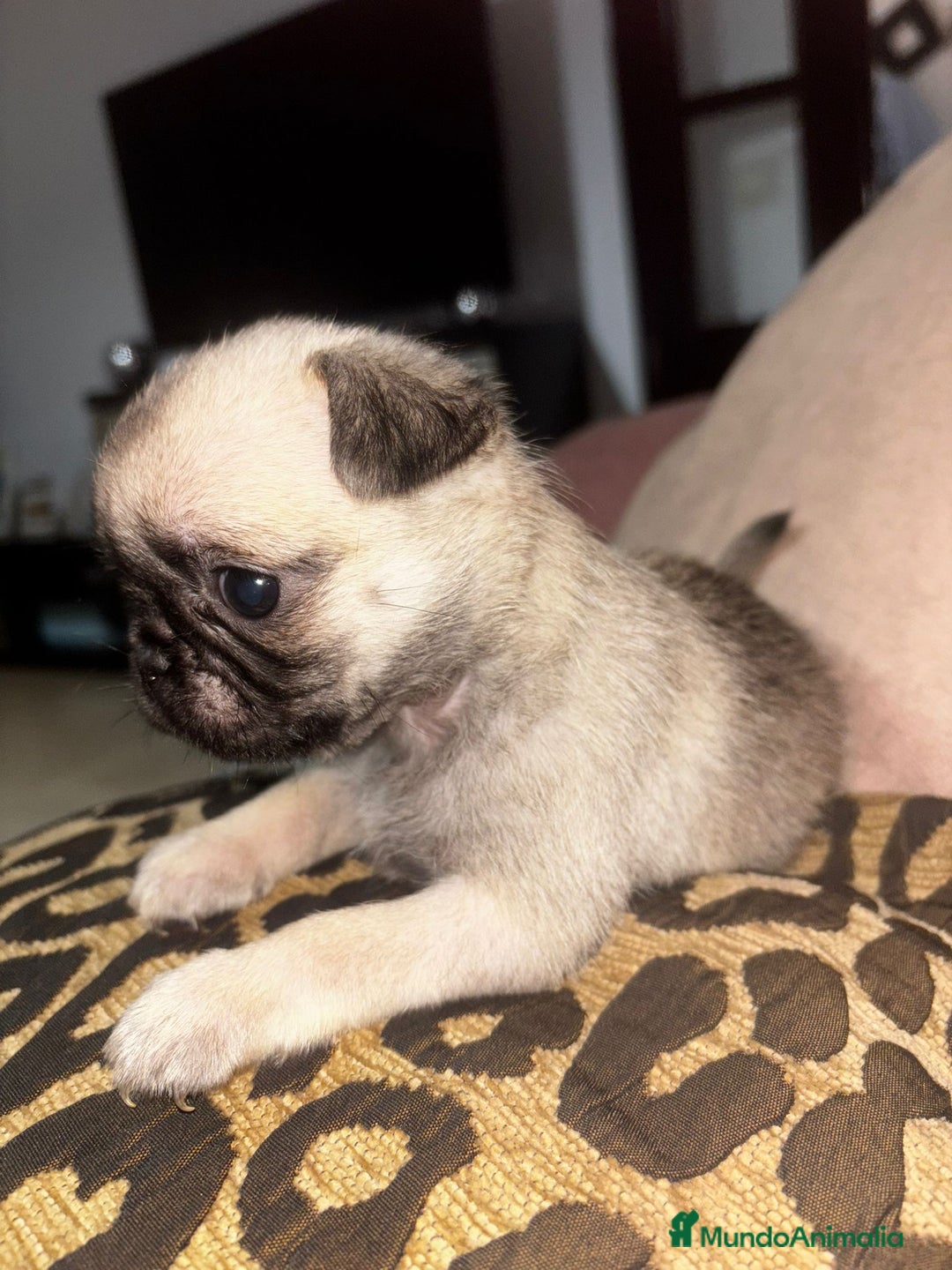 Carlino - Pug perros en venta: Última hembra de carlino - Anuncio 1