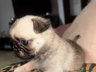 Carlino - Pug perros Última hembra de carlino - Anuncio 1