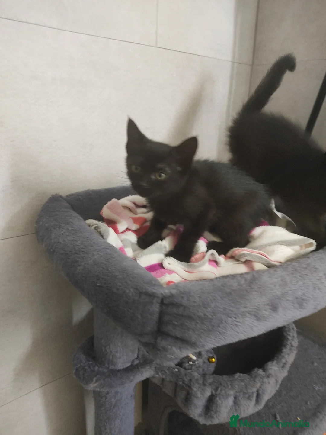 Raza Mixta gatos en venta: Gatitos raza mixta - Anuncio 5