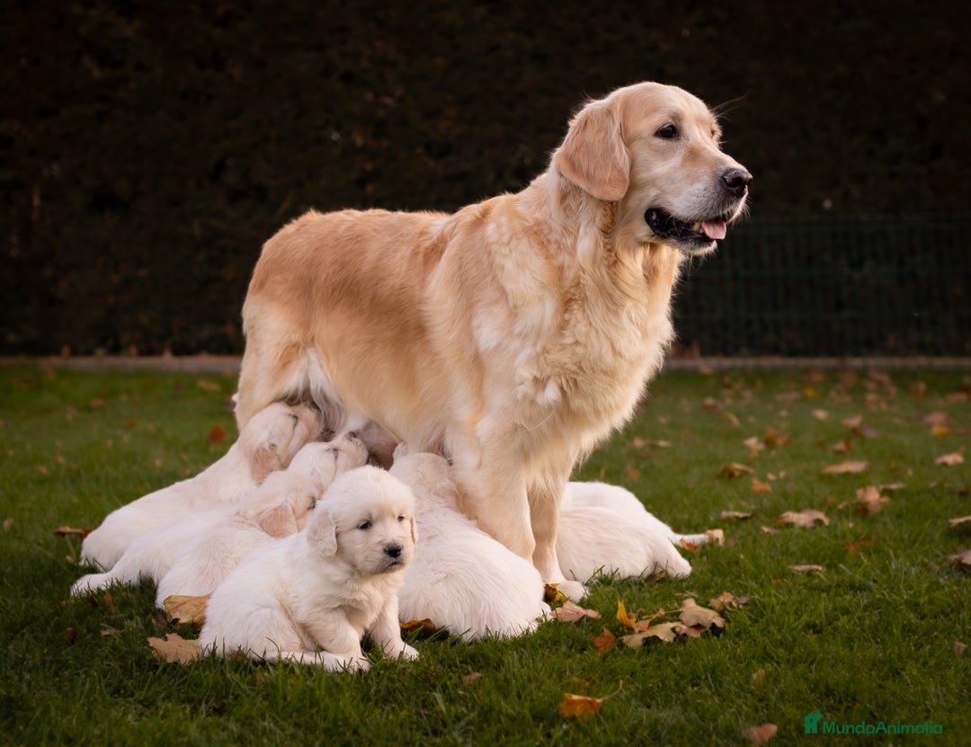 Golden Retriever perros en venta: Golden retriever. Ultimo macho - Anuncio 1