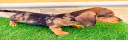 Teckel Miniatura perros en venta: Teckel miniatura merle choco - Anuncio 14