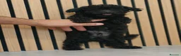 Caniche Toy perros en venta: Caniche Toy disponibles Macho y Hembra  - Anuncio 3