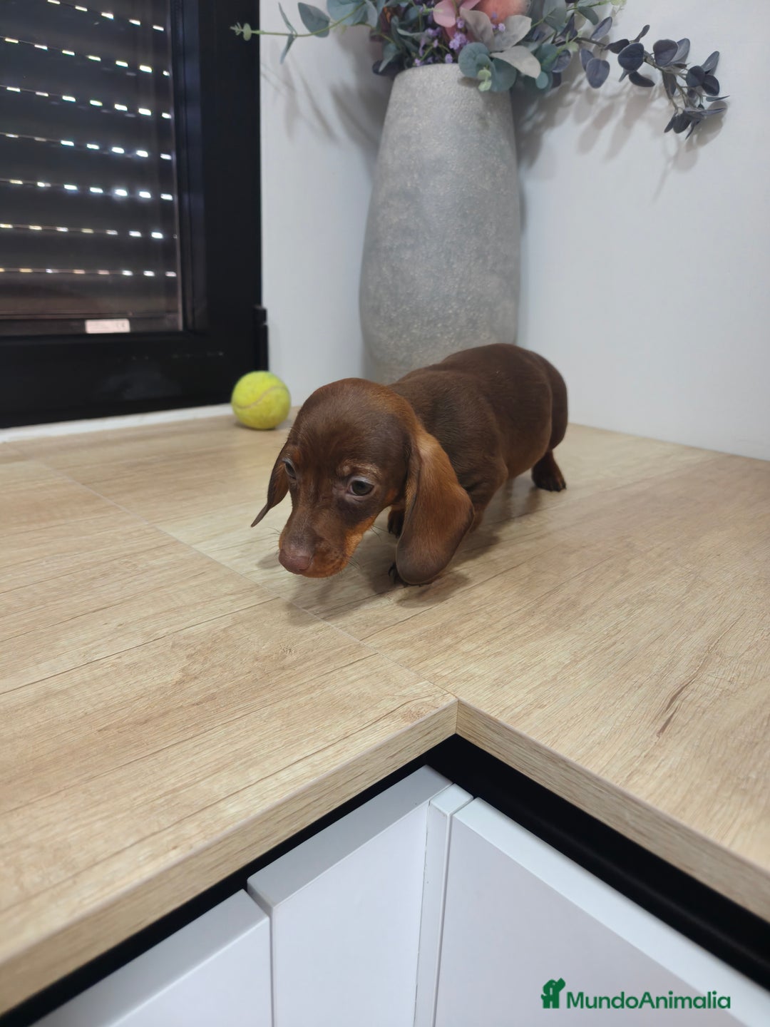 Teckel Miniatura perros en venta: Kanichen hembra chocolate última  - Anuncio 4