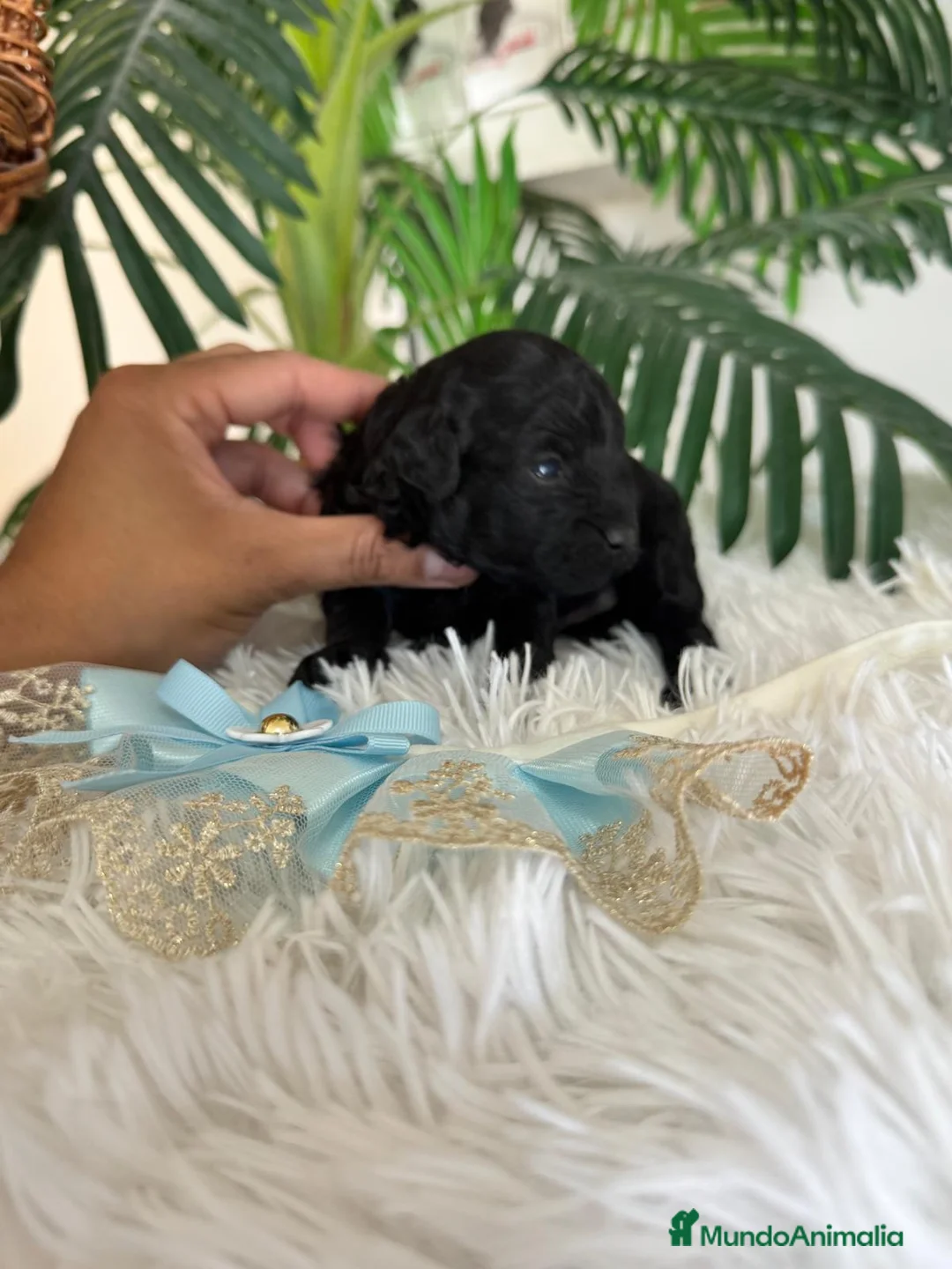 Caniche Toy perros en venta: CANICHE TOY - Anuncio 2