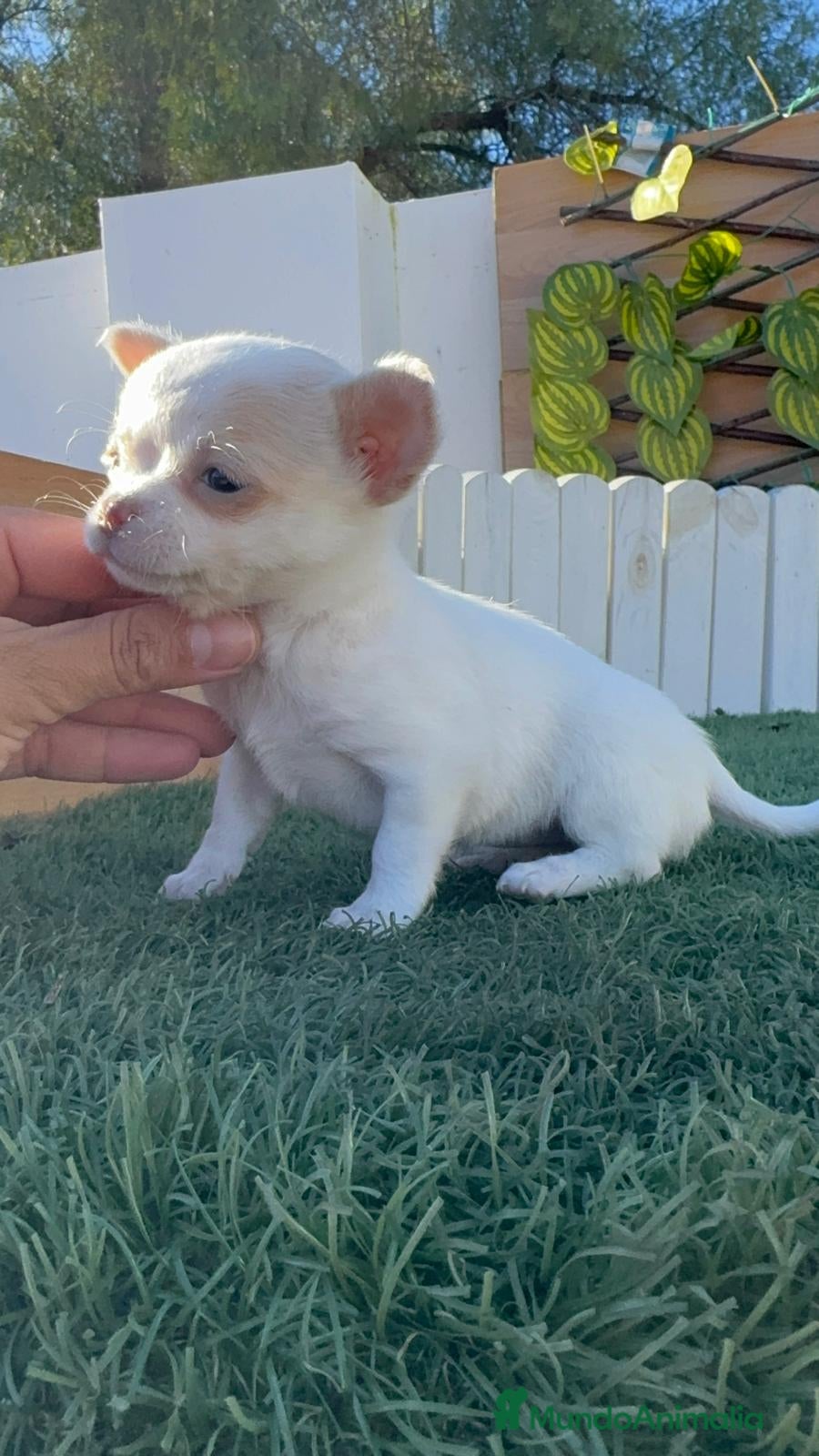 Chihuahua perros CHIHUAHUA  - Anuncio 2