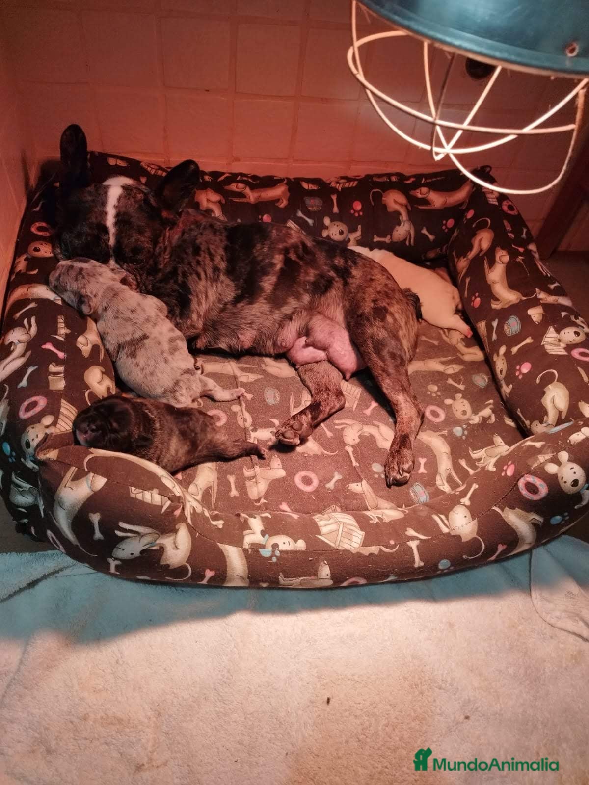 Bulldog Francés perros Bulldog francés - Anuncio 30