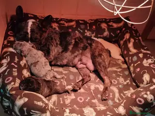 Bulldog Francés perros Bulldog francés - Anuncio 18