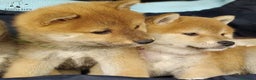 Shiba Inu perros en venta: Shiba Inu rojos espectaculares  - Anuncio 3