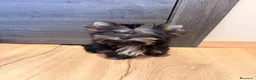 Yorkshire Terrier perros en venta: Monísimo Yorkshire Toy - Anuncio 7