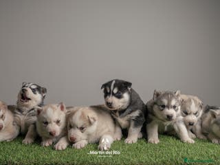 Husky Siberiano perros Husky Siberiano - cachorros - Anuncio 16