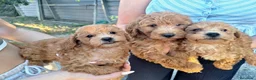 Caniche Enano perros en venta: CANICHE ENANO - Anuncio 1