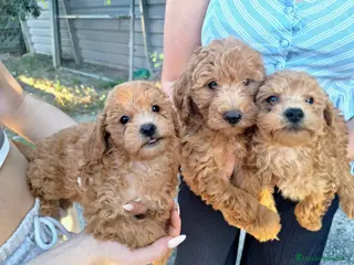 Caniche Enano perros CANICHE ENANO - Anuncio 2