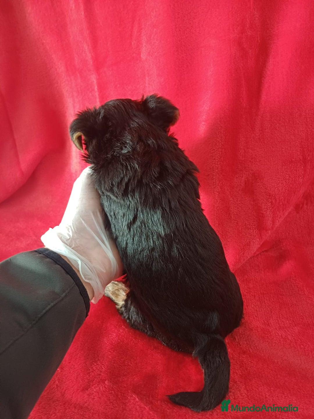 Yorkshire Terrier perros en venta: Yorkshire Mini  - Anuncio 2