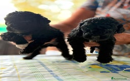 Perro de Agua Español perros en venta: PERRO DE AGUA ESPAÑOL - Imagen 3