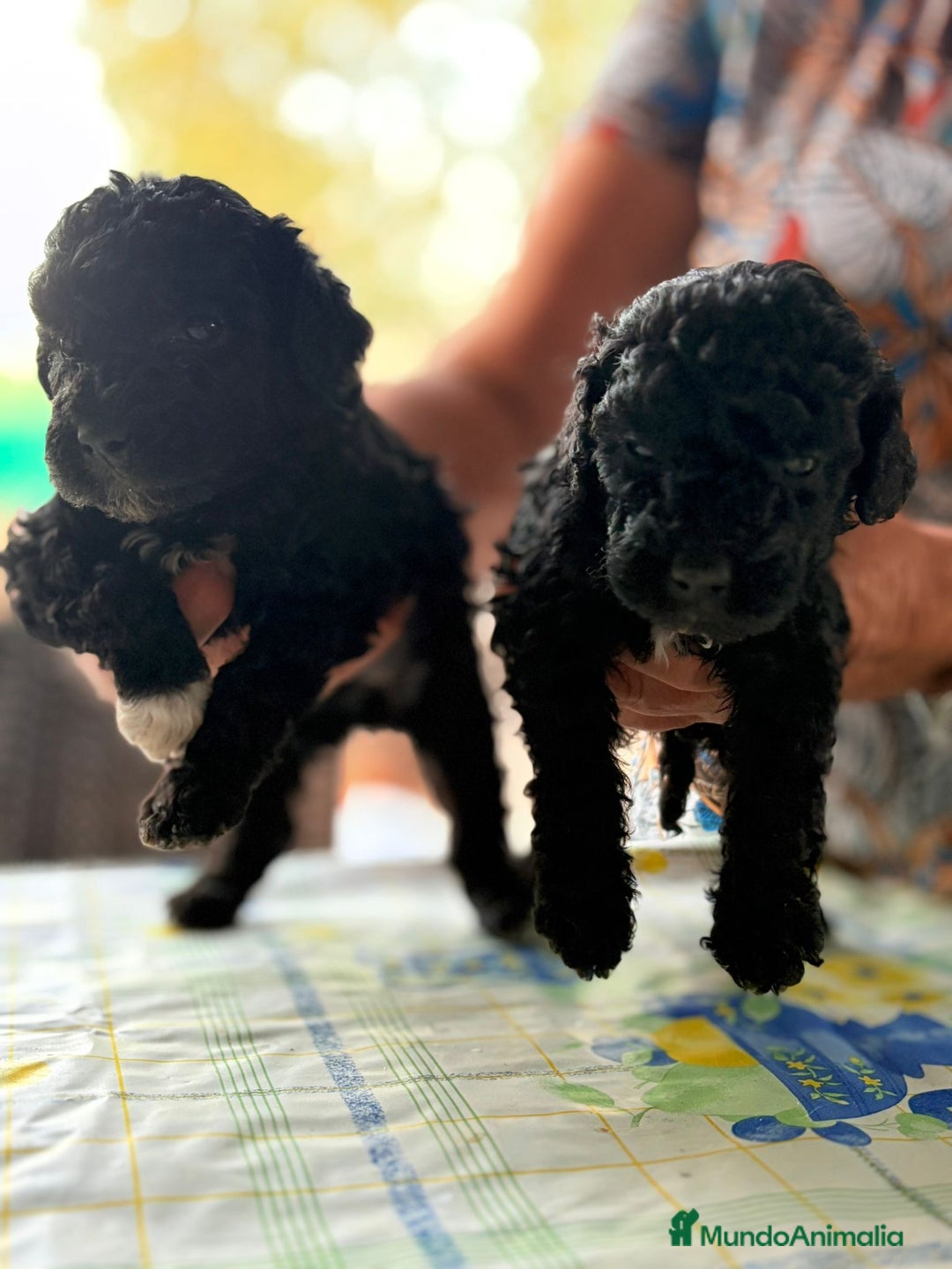 Perro de Agua Español perros en venta: PERRO DE AGUA ESPAÑOL - Imagen 3
