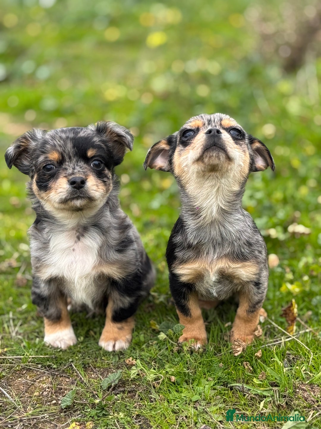 Chihuahua perros en venta: Chihuahua Toy y Mini Toy  - Anuncio 10