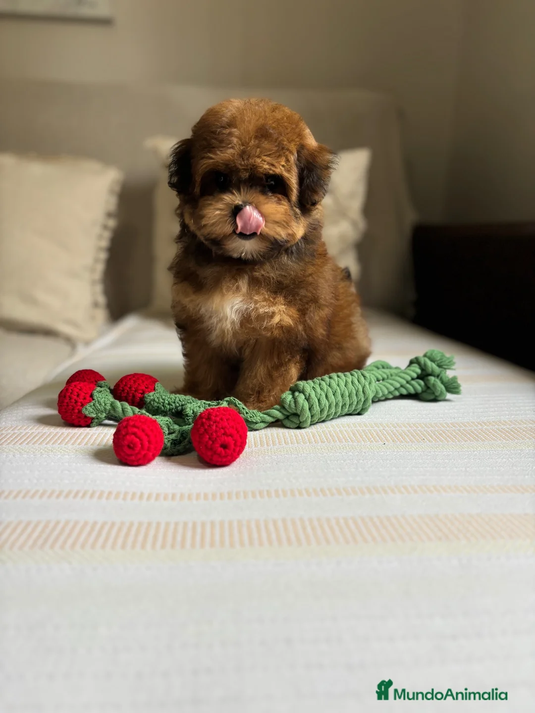 Maltipoo perros en venta: Maltipoo fotos reales !!!!! - Anuncio 5