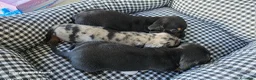 Teckel Miniatura perros en venta: Teckel  kaninchen 604370339 Benidorm  - Anuncio 5