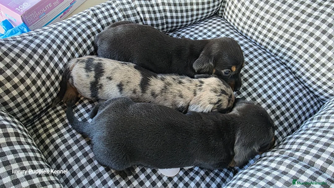 Teckel Miniatura perros en venta: Teckel  kaninchen 604370339 Benidorm  - Anuncio 5