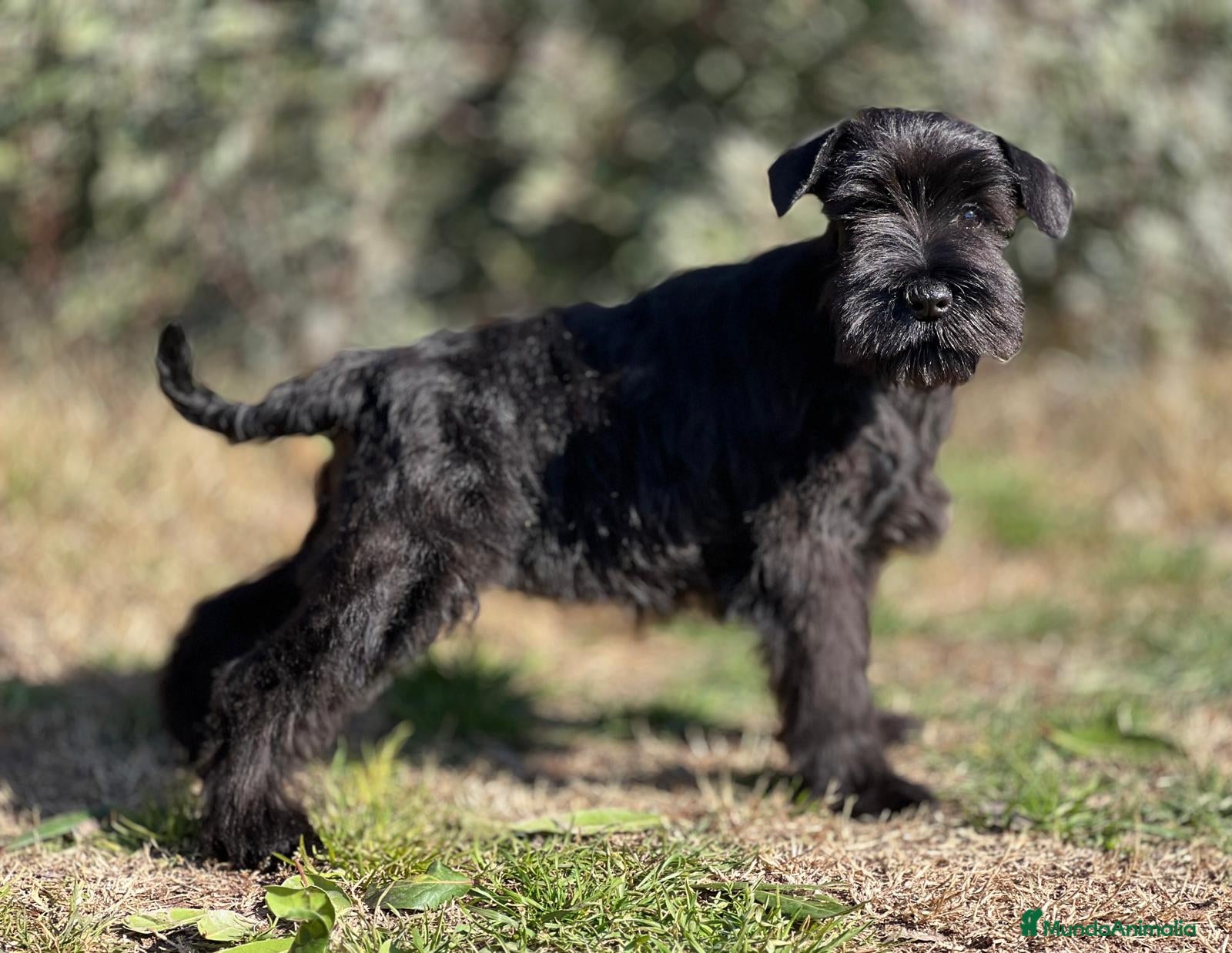 Schnauzer Mediano perros SCHNAUZER NEGRI SÓLIDO EXCELENTE LINEA en Barcelona - Anuncio 21