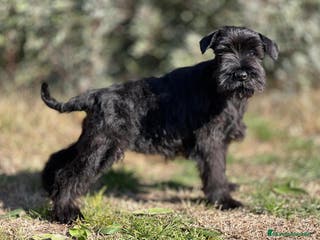 Schnauzer Mediano perros SCHNAUZER NEGRI SÓLIDO EXCELENTE LINEA en Barcelona - Anuncio 14