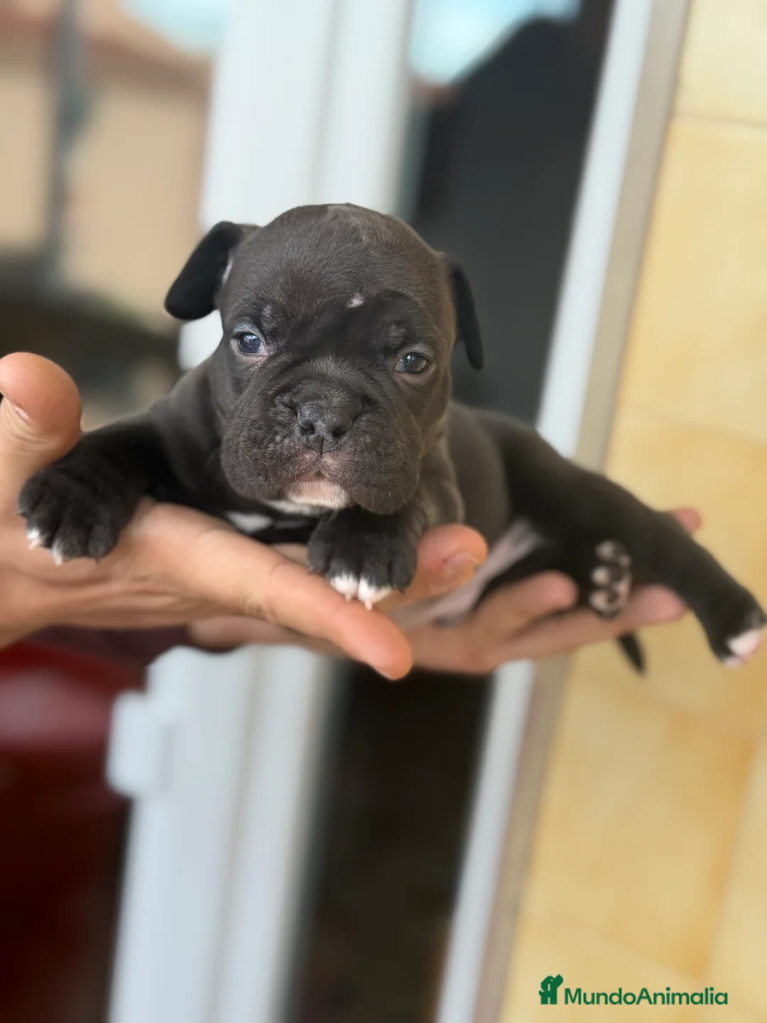 American Bully perros en venta: American Bully  - Anuncio 5