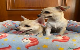 Chihuahua perros en venta: Cachorras hembra chihuahua marrón claro - Imagen 3