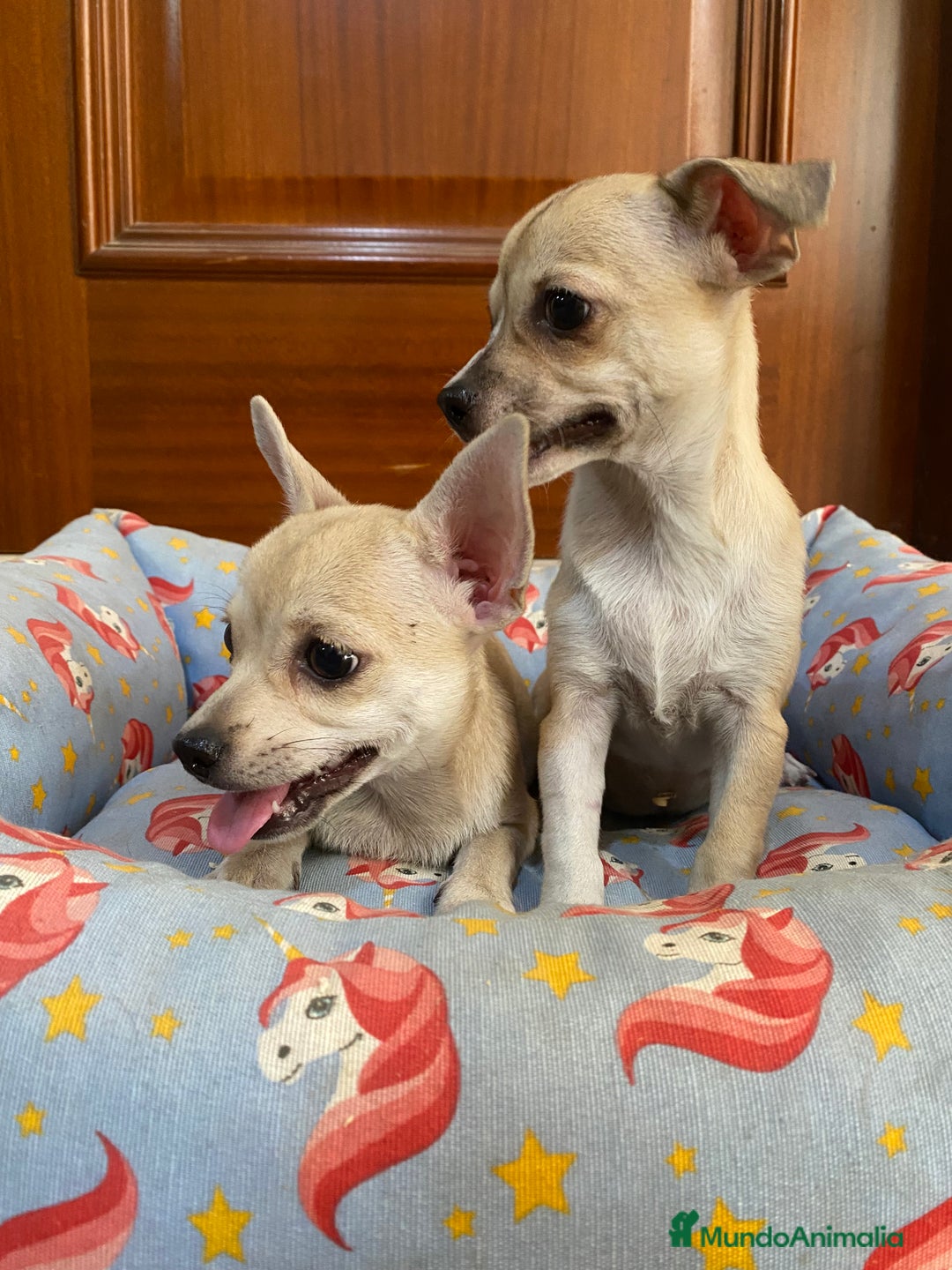 Chihuahua perros en venta: Cachorras hembra chihuahua marrón claro - Imagen 3