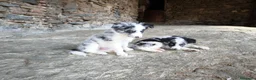 Border Collie perros en venta: Cachorros border collie! - Anuncio 8