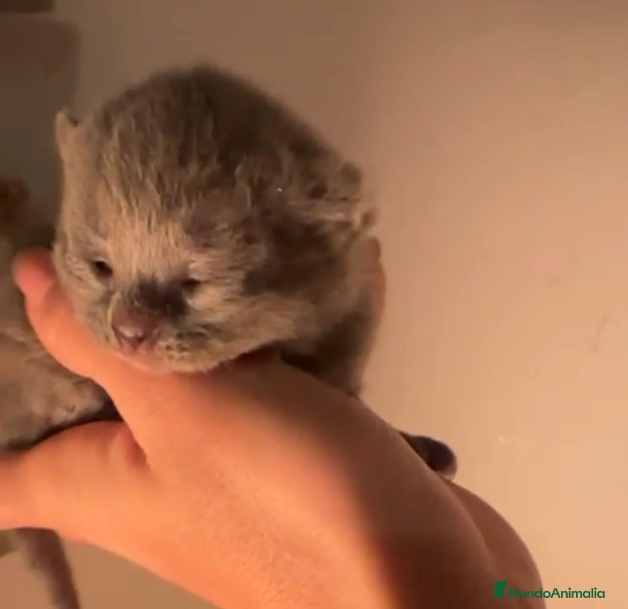 Británico de Pelo Corto gatos Machito de British pelo corto - Anuncio 3