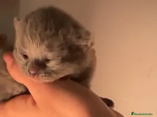 Británico de Pelo Corto gatos Machito de British pelo corto - Anuncio 3