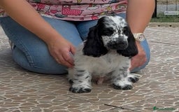 Cocker Spaniel Inglés perros en venta: Juguetones cocker spaniel ingles calidad - Imagen 8