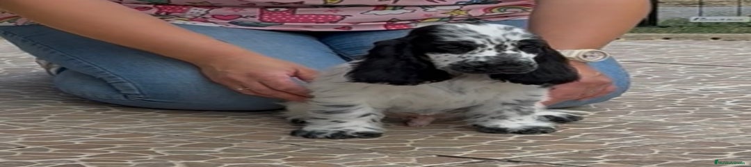 Cocker Spaniel Inglés Cachorro 1