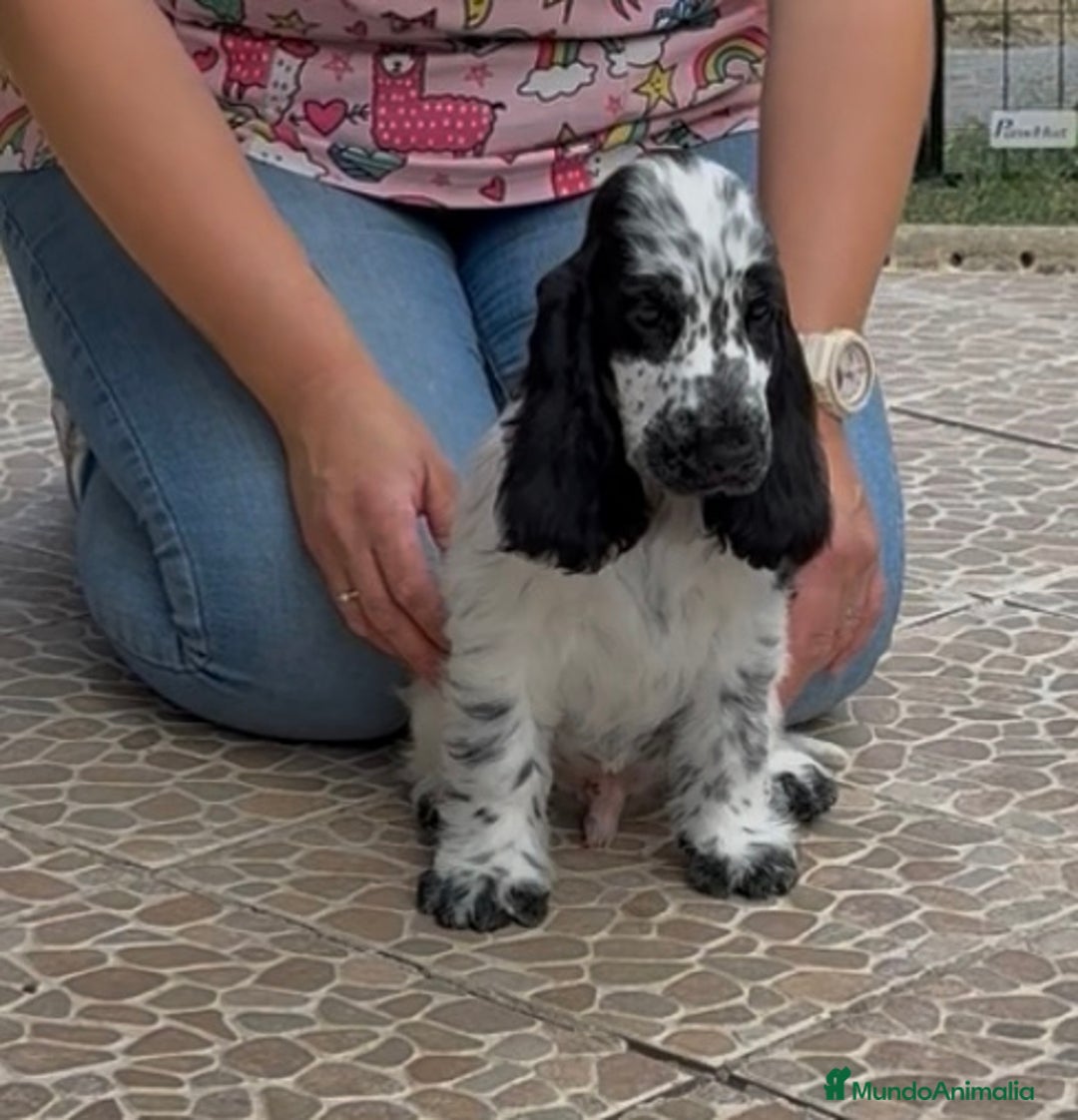 Cocker Spaniel Inglés perros en venta: Juguetones cocker spaniel ingles calidad - Imagen 8