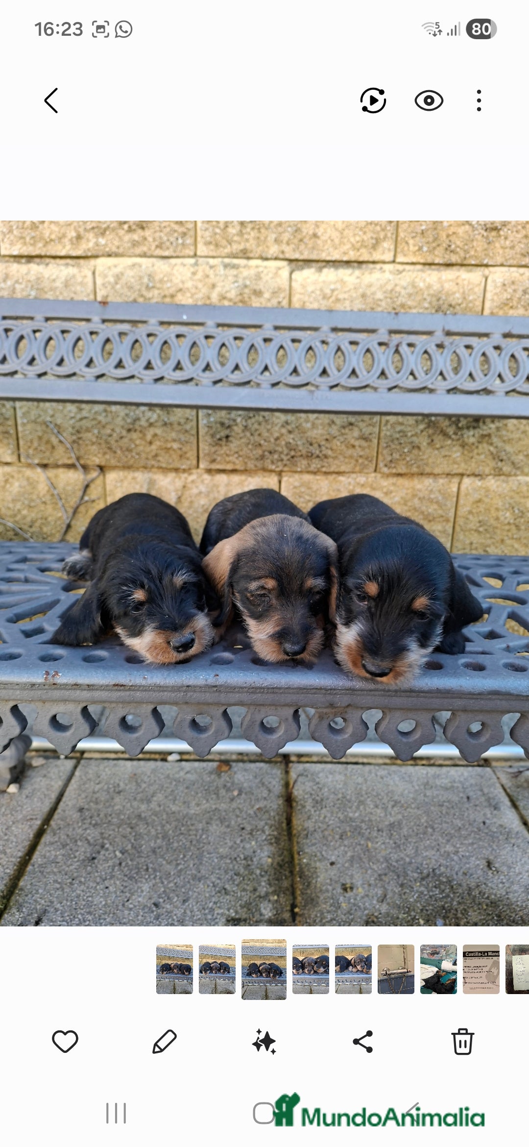 Teckel perros en venta: Teckel Standard Pelo Duro - Anuncio 2