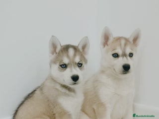 Husky Siberiano perros Husky siberianos - Anuncio 1