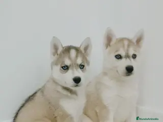 Husky Siberiano perros Husky siberianos - Anuncio 5