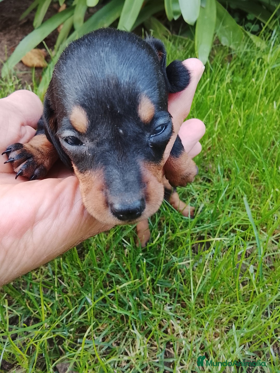 Teckel perros en venta: Teckel de pelo corto tamaño miniatura  - Anuncio 4