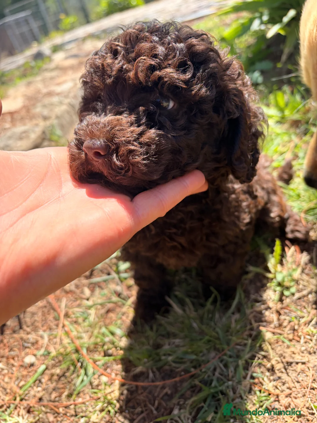 Raza Mixta perros en venta: Caniche chocolate  - Anuncio 7