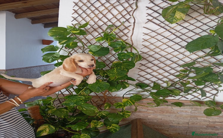 Beagle perros - Propaganda 4