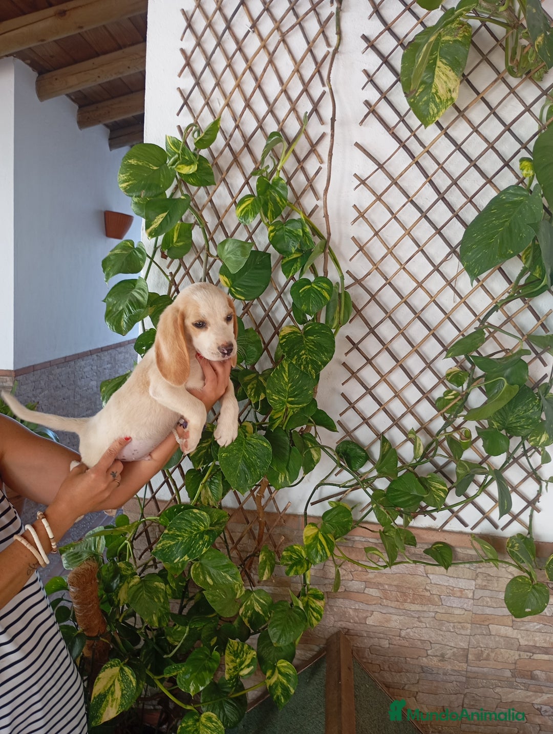 Beagle perros en venta: Beagle bicolor  - Imagen 1