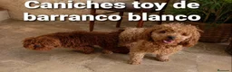Caniche Toy perros en venta: Caniches toy con pedigree - Anuncio 5