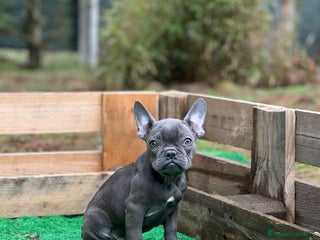 Bulldog Francés perros Bulldog francés - Anuncio 1