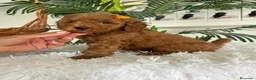 Caniche Toy perros en venta: CANICHE TOY - Anuncio 17