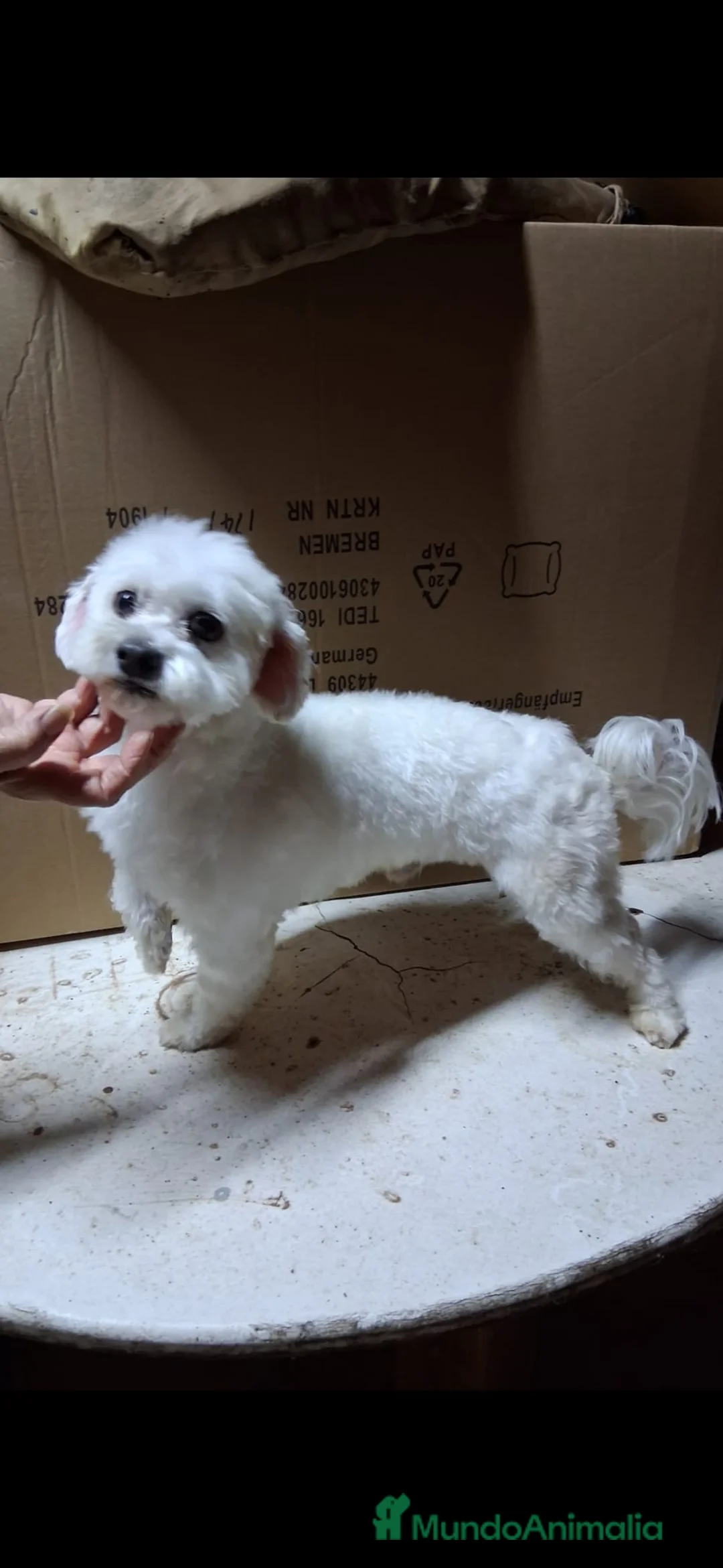 Bichón Maltés perros en venta: Bichón maltes linea americana  - Anuncio 6