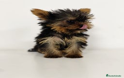 Yorkshire Terrier perros en venta: YORKSHIRE - Imagen 1